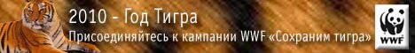 http://wwf.ru/about/what_we_do/species/tiger/tiger/