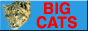 BIGCATS.RU - ������ � ������� ������!