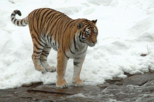 ����������� ������� ����� � ����� �� �������� ������������ ����