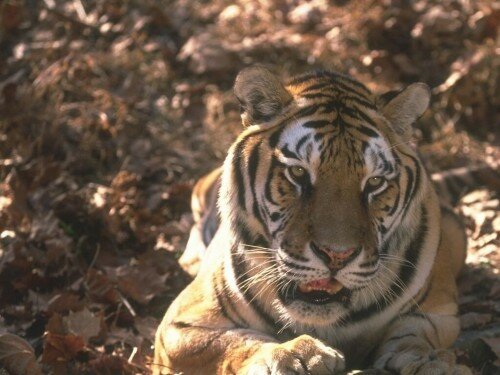 ����� �����