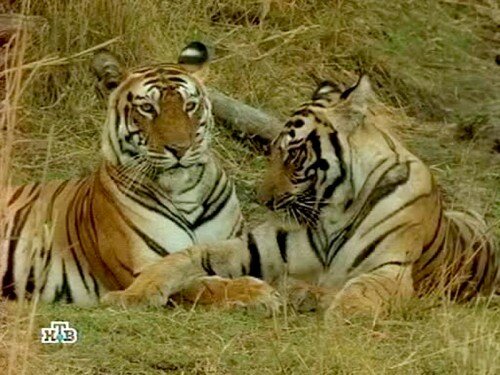 ����� �����