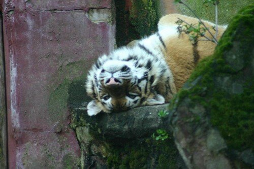 �����, ������������� ������������� ��� ������, ������� �� �����