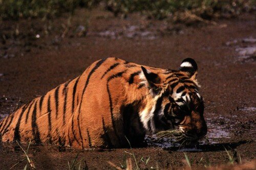 ����� �����