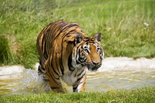 ����� �����