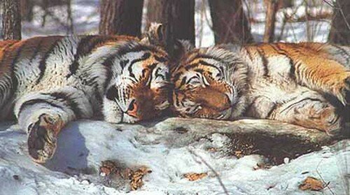 � �������� ������ ���� ������