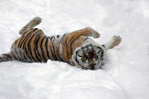 ������ � ��������� �������