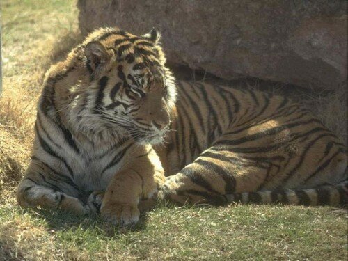 ����� �����