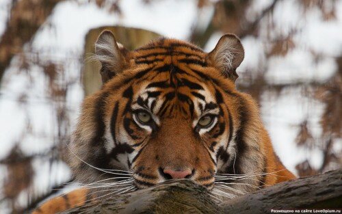 ����� �����