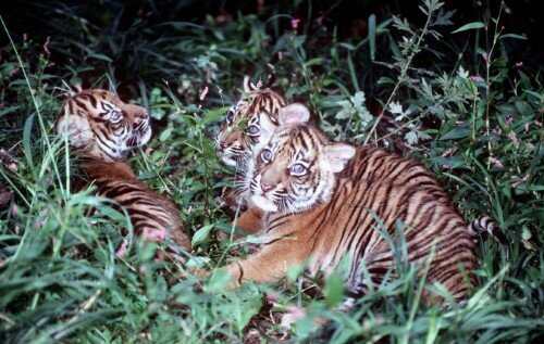 � ������� ��� ����� ������ ������