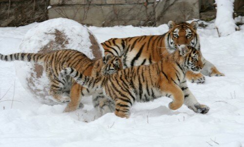 ������� �������