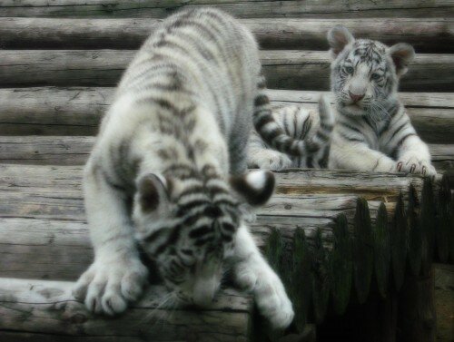 ���������� �������