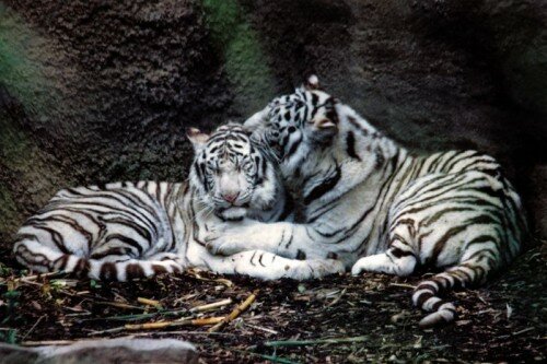 ����� �����