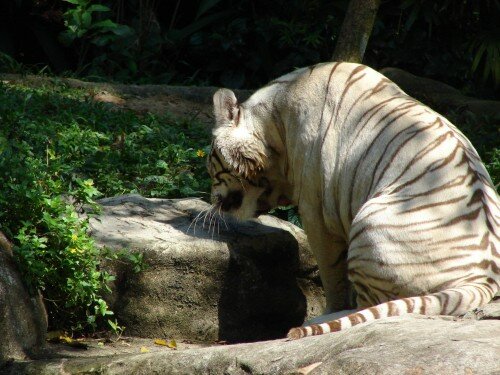 ������������ �������