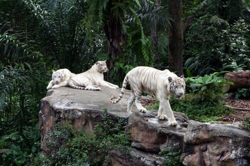 ������������ �������