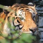 ����� �����