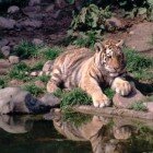 ����� �����