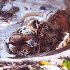 ����� �����