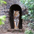 ����� �����