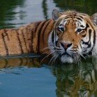 ����� �����