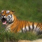 ����� �����