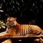 ����� �����