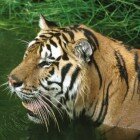 ����� �����