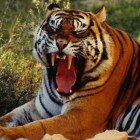 ����� �����