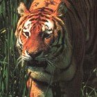 ����� �����