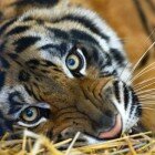 ����� �����