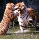 ����� �����