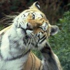 ����� �����