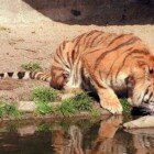 ����� �����