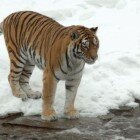 ����� �����