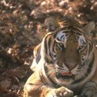 ����� �����