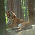 ����� �����