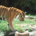 ����� �����