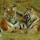 ����� �����