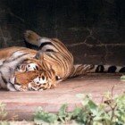 ����� �����