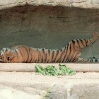 ����� �����