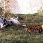 ����� �����