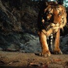 ����� �����