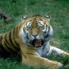 ����� �����