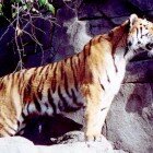 ����� �����