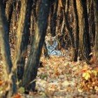 ����� �����