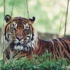 ����� �����