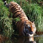 ����� �����