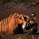 ����� �����