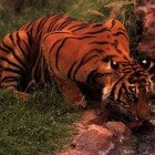 ����� �����