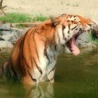 ����� �����