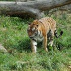 ����� �����